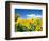 Sunflowers, Colorado, USA-Terry Eggers-Framed Photographic Print