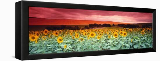 Sunflowers, Corbada, Spain-null-Framed Premier Image Canvas