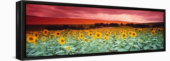 Sunflowers, Corbada, Spain-null-Framed Premier Image Canvas