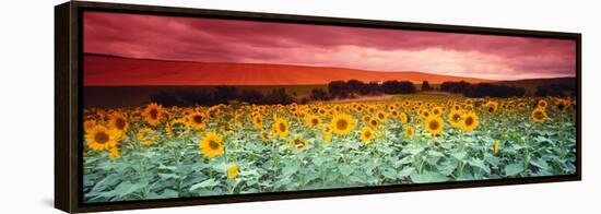 Sunflowers, Corbada, Spain-null-Framed Premier Image Canvas