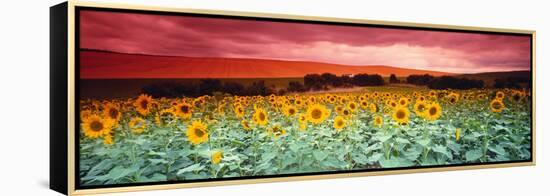 Sunflowers, Corbada, Spain-null-Framed Premier Image Canvas