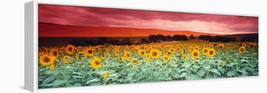 Sunflowers, Corbada, Spain-null-Framed Premier Image Canvas