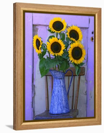 Sunflowers Displayed in Enamelware Pitcher, Willamette Valley, Oregon, USA-Steve Terrill-Framed Premier Image Canvas