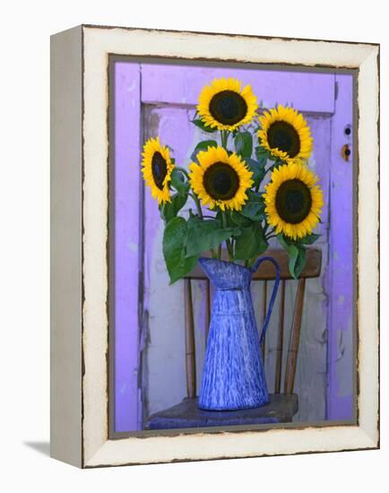 Sunflowers Displayed in Enamelware Pitcher, Willamette Valley, Oregon, USA-Steve Terrill-Framed Premier Image Canvas