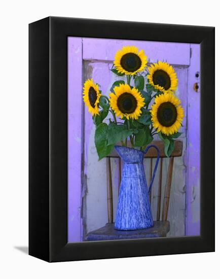 Sunflowers Displayed in Enamelware Pitcher, Willamette Valley, Oregon, USA-Steve Terrill-Framed Premier Image Canvas