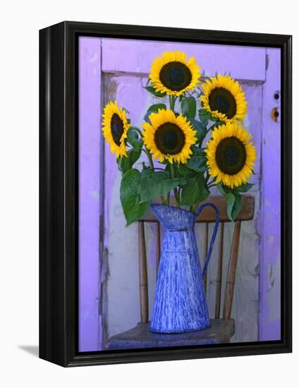 Sunflowers Displayed in Enamelware Pitcher, Willamette Valley, Oregon, USA-Steve Terrill-Framed Premier Image Canvas