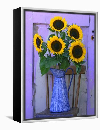 Sunflowers Displayed in Enamelware Pitcher, Willamette Valley, Oregon, USA-Steve Terrill-Framed Premier Image Canvas