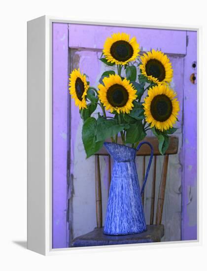 Sunflowers Displayed in Enamelware Pitcher, Willamette Valley, Oregon, USA-Steve Terrill-Framed Premier Image Canvas