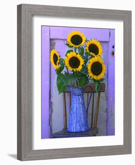 Sunflowers Displayed in Enamelware Pitcher, Willamette Valley, Oregon, USA-Steve Terrill-Framed Photographic Print