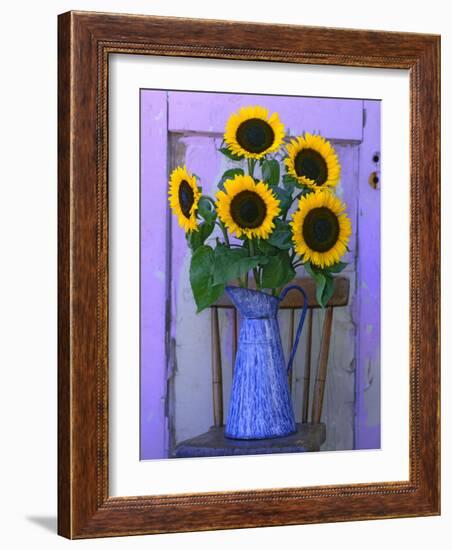 Sunflowers Displayed in Enamelware Pitcher, Willamette Valley, Oregon, USA-Steve Terrill-Framed Photographic Print