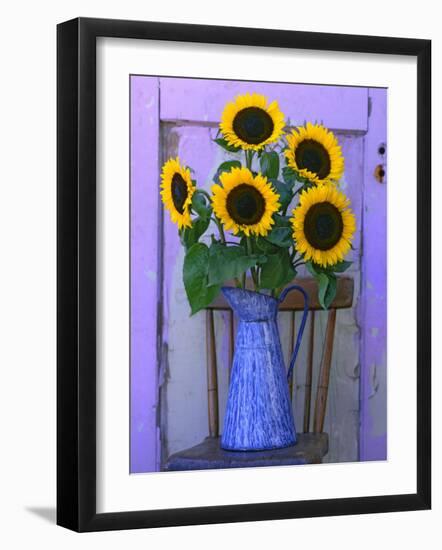 Sunflowers Displayed in Enamelware Pitcher, Willamette Valley, Oregon, USA-Steve Terrill-Framed Photographic Print