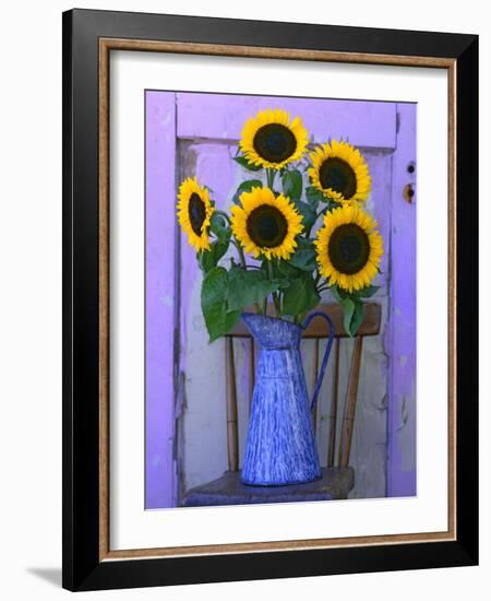 Sunflowers Displayed in Enamelware Pitcher, Willamette Valley, Oregon, USA-Steve Terrill-Framed Photographic Print