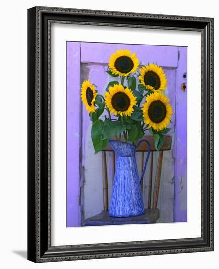 Sunflowers Displayed in Enamelware Pitcher, Willamette Valley, Oregon, USA-Steve Terrill-Framed Photographic Print