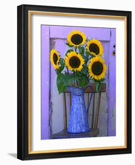 Sunflowers Displayed in Enamelware Pitcher, Willamette Valley, Oregon, USA-Steve Terrill-Framed Photographic Print