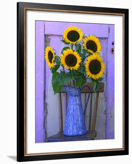 Sunflowers Displayed in Enamelware Pitcher, Willamette Valley, Oregon, USA-Steve Terrill-Framed Photographic Print