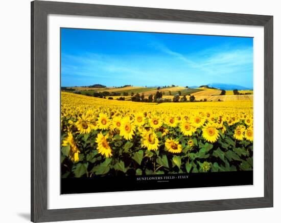 Sunflowers Field, Umbria-Philip Enticknap-Framed Art Print