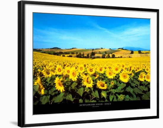 Sunflowers Field, Umbria-Philip Enticknap-Framed Art Print