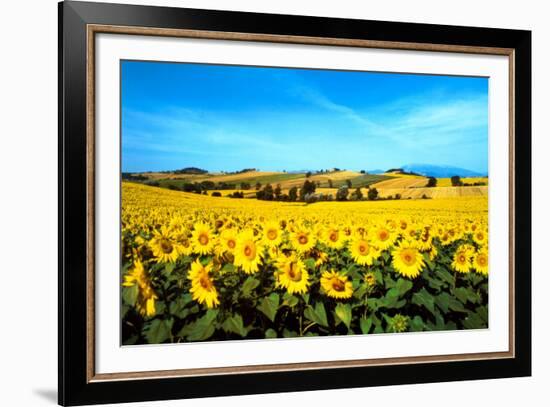 Sunflowers Field, Umbria-Philip Enticknap-Framed Art Print