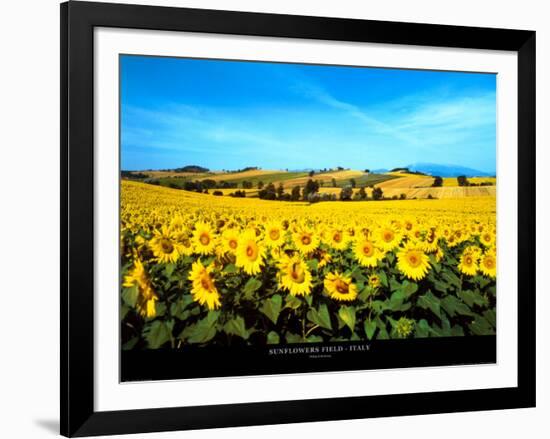 Sunflowers Field, Umbria-Philip Enticknap-Framed Art Print