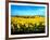 Sunflowers Field, Umbria-Philip Enticknap-Framed Art Print