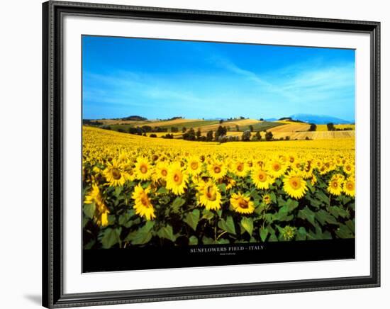 Sunflowers Field, Umbria-Philip Enticknap-Framed Art Print