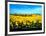 Sunflowers Field, Umbria-Philip Enticknap-Framed Art Print