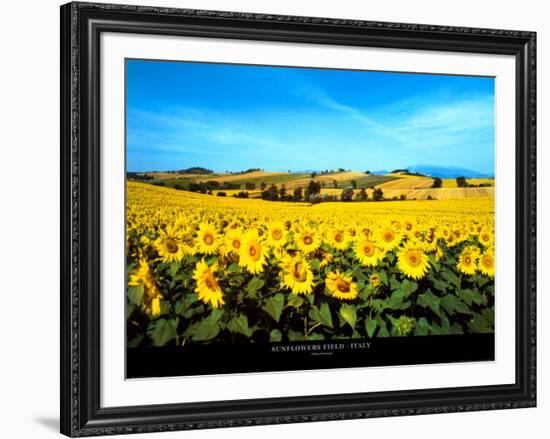 Sunflowers Field, Umbria-Philip Enticknap-Framed Art Print