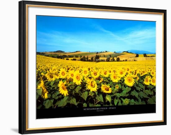 Sunflowers Field, Umbria-Philip Enticknap-Framed Art Print