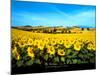 Sunflowers Field, Umbria-Philip Enticknap-Mounted Art Print