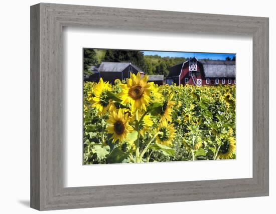 Sunflowers Field With a Red Barn, New Jersey-George Oze-Framed Photographic Print