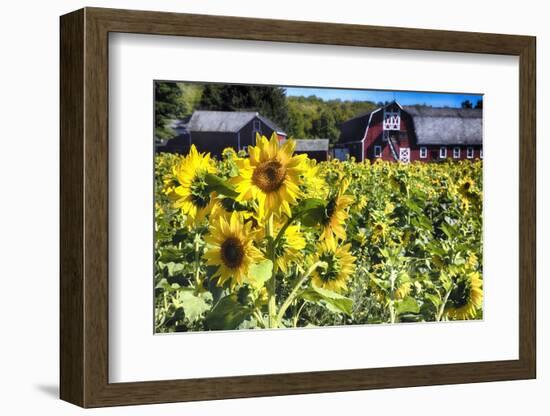 Sunflowers Field With a Red Barn, New Jersey-George Oze-Framed Photographic Print