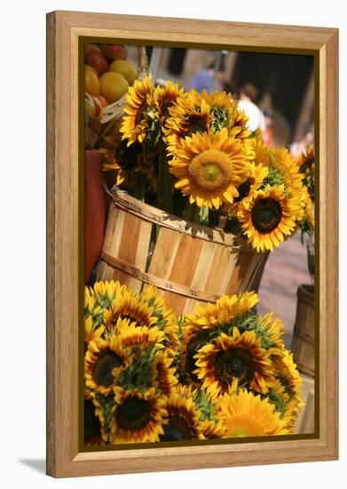 Sunflowers for Sale in Copley Square in Boston Massachusetts-pdb1-Framed Premier Image Canvas