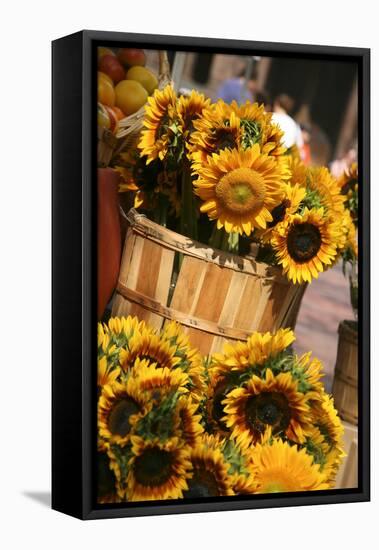 Sunflowers for Sale in Copley Square in Boston Massachusetts-pdb1-Framed Premier Image Canvas