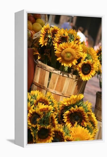 Sunflowers for Sale in Copley Square in Boston Massachusetts-pdb1-Framed Premier Image Canvas