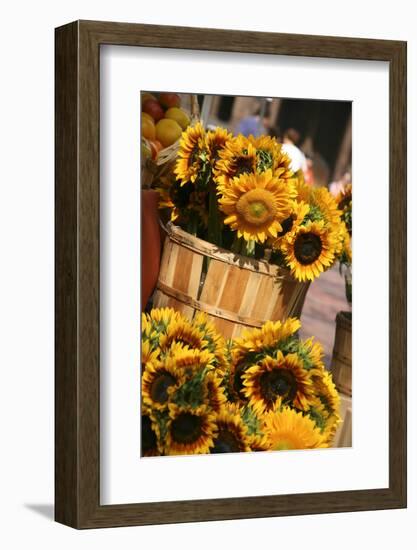 Sunflowers for Sale in Copley Square in Boston Massachusetts-pdb1-Framed Photographic Print