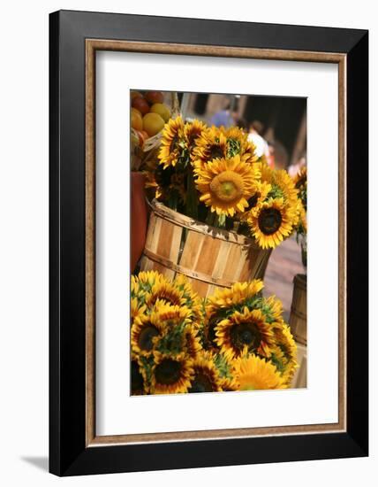 Sunflowers for Sale in Copley Square in Boston Massachusetts-pdb1-Framed Photographic Print