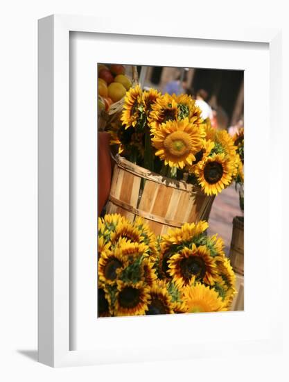 Sunflowers for Sale in Copley Square in Boston Massachusetts-pdb1-Framed Photographic Print