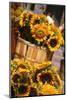 Sunflowers for Sale in Copley Square in Boston Massachusetts-pdb1-Mounted Photographic Print