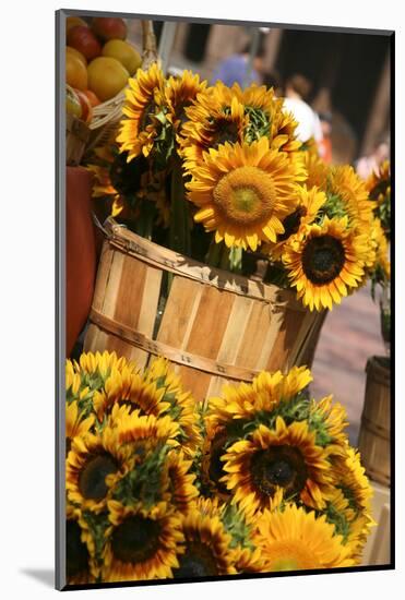 Sunflowers for Sale in Copley Square in Boston Massachusetts-pdb1-Mounted Photographic Print