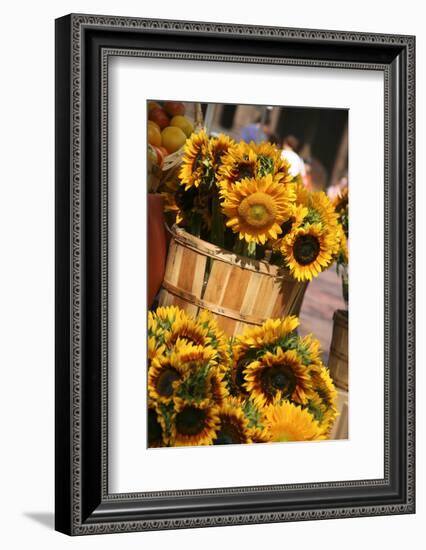 Sunflowers for Sale in Copley Square in Boston Massachusetts-pdb1-Framed Photographic Print