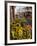 Sunflowers for Sale in Rialto Market, Venice, Veneto, Italy, Europe-Martin Child-Framed Photographic Print