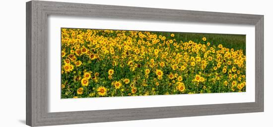 Sunflowers (Helianthus annuus) growing in a field, Cowansville, Quebec, Canada-null-Framed Photographic Print
