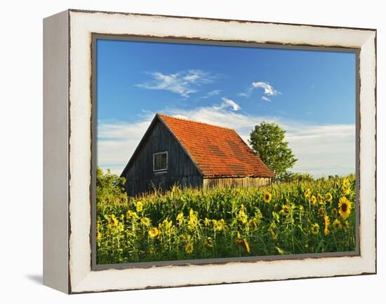 Sunflowers (Helianthus Annuus), Villingen-Schwenningen, Black Forest, Schwarzwald-Baar, Germany-Jochen Schlenker-Framed Premier Image Canvas