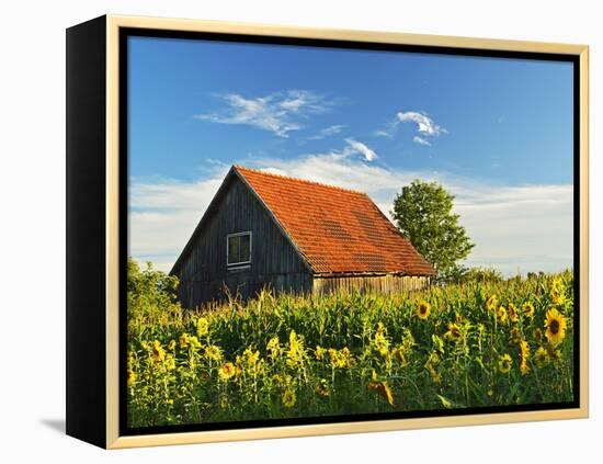 Sunflowers (Helianthus Annuus), Villingen-Schwenningen, Black Forest, Schwarzwald-Baar, Germany-Jochen Schlenker-Framed Premier Image Canvas