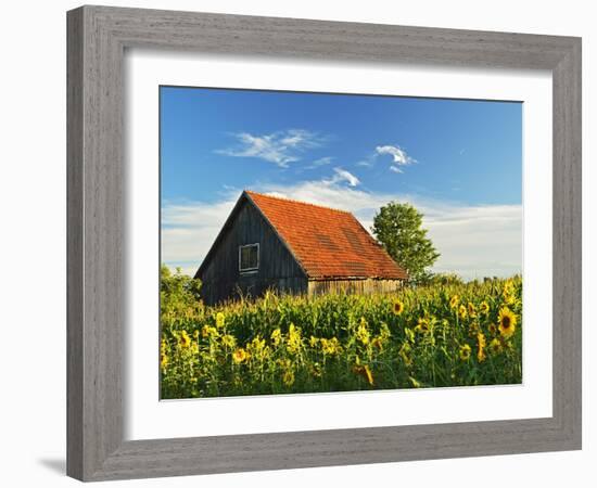 Sunflowers (Helianthus Annuus), Villingen-Schwenningen, Black Forest, Schwarzwald-Baar, Germany-Jochen Schlenker-Framed Photographic Print