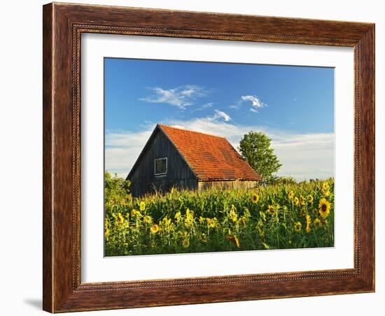 Sunflowers (Helianthus Annuus), Villingen-Schwenningen, Black Forest, Schwarzwald-Baar, Germany-Jochen Schlenker-Framed Photographic Print