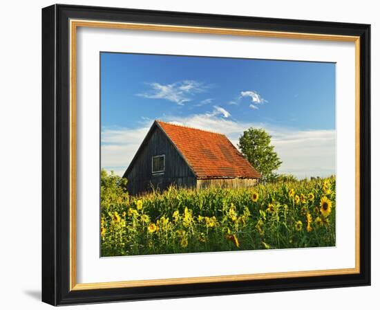 Sunflowers (Helianthus Annuus), Villingen-Schwenningen, Black Forest, Schwarzwald-Baar, Germany-Jochen Schlenker-Framed Photographic Print