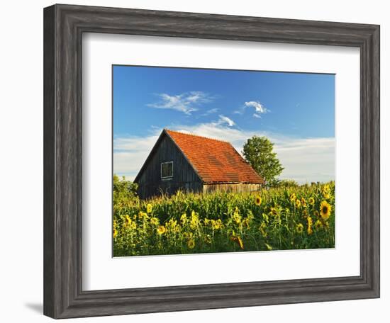 Sunflowers (Helianthus Annuus), Villingen-Schwenningen, Black Forest, Schwarzwald-Baar, Germany-Jochen Schlenker-Framed Photographic Print