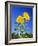 Sunflowers (Helianthus Sp.)-Bjorn Svensson-Framed Photographic Print