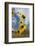 Sunflowers Holladay, Utah-Howie Garber-Framed Premium Photographic Print